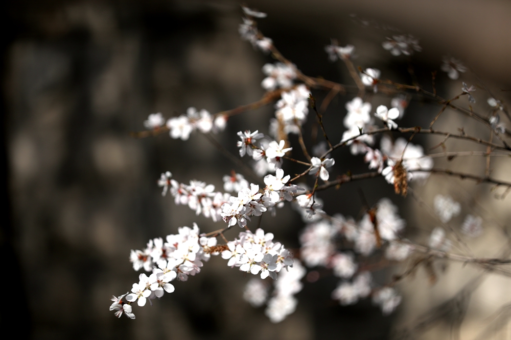 海報(bào)|花開(kāi)隴原，甘肅這些景區(qū)正在復(fù)蘇！