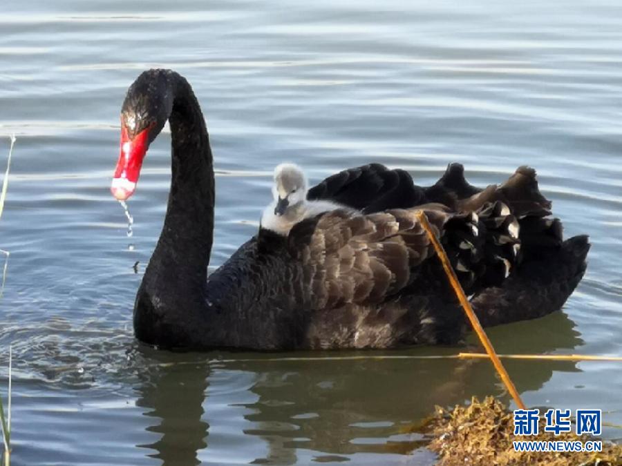 萌化了！黑天鵝寶寶出窩“游湖”