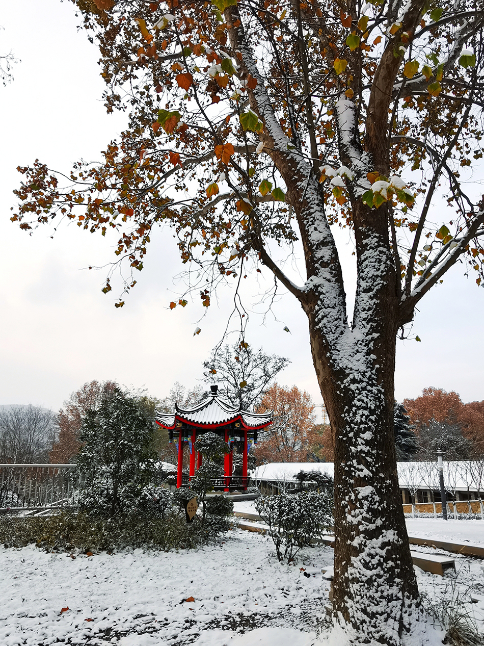 高清大圖|天水弘文園初雪，你喜歡嗎？