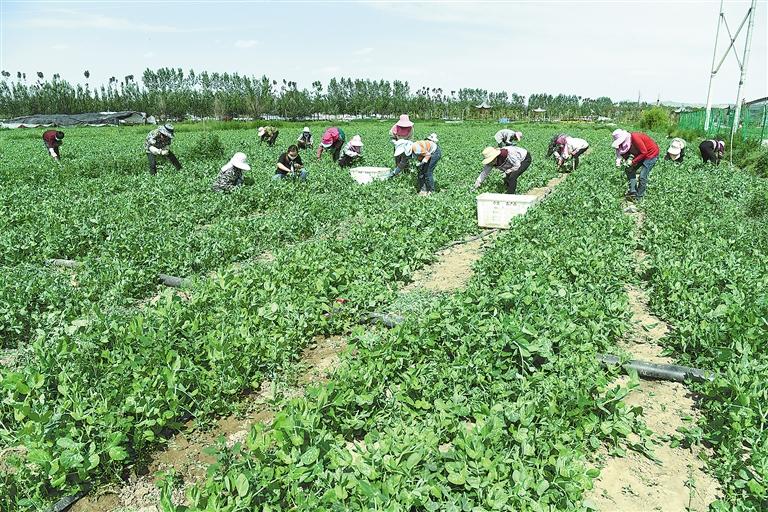 臨夏縣百益現(xiàn)代農(nóng)業(yè)公司種植的500多畝豌豆苗、甜豆等進(jìn)入豐產(chǎn)期