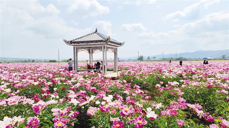 臨夏州鄉(xiāng)村振興示范村江牌村——芍藥花海引客來 農旅融合促振興