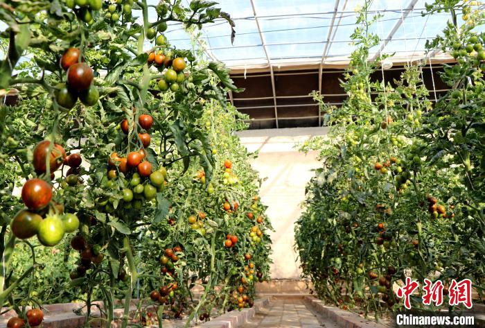 12月14日，甘肅省武威市民勤縣紅旗谷現(xiàn)代農(nóng)業(yè)產(chǎn)業(yè)園，溫棚內(nèi)“水果西紅柿”長(zhǎng)勢(shì)良好?！●R愛彬 攝