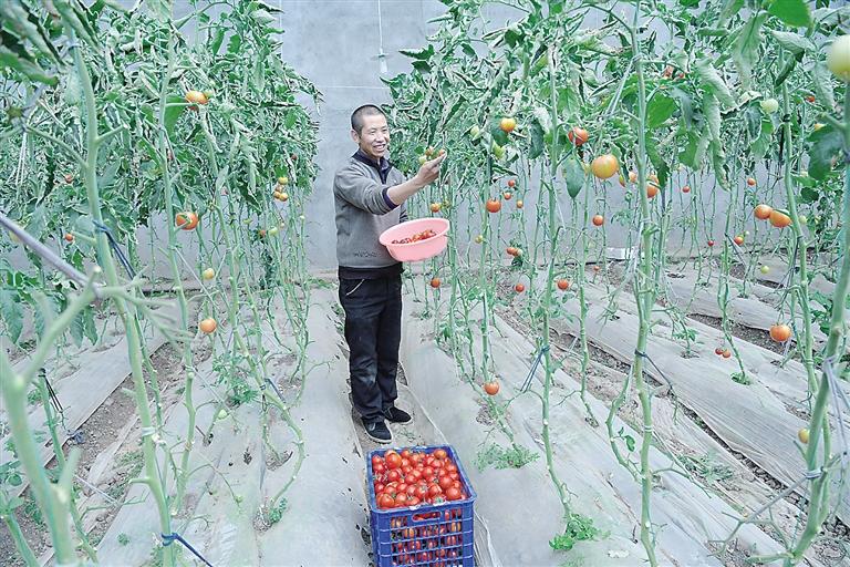 臨夏縣尹集、刁祁鎮(zhèn)易地扶貧搬遷后續(xù)產(chǎn)業(yè)園有日光溫室534座