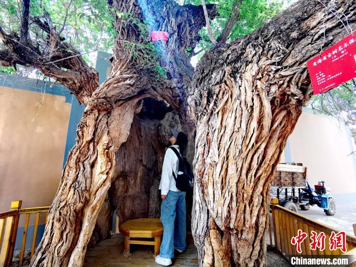 青海海東市阿河灘地質(zhì)文化村：古樹(shù)新枝、丹山碧水
