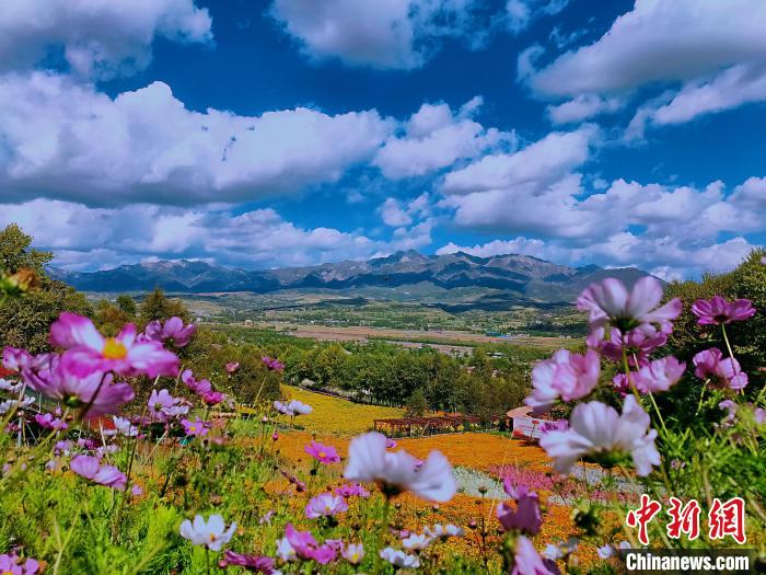圖為盛夏時節(jié)的油嘴灣“花?！薄！∈茉L者供圖