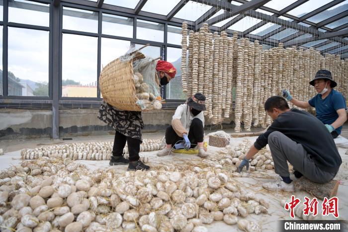5月10日，甘肅省甘南藏族自治州迭部縣一青稞酒廠，工作人員用青稞面和青稞草等制成的曲坯用繩子串起來，方便掛起來曬干。九美旦增　攝