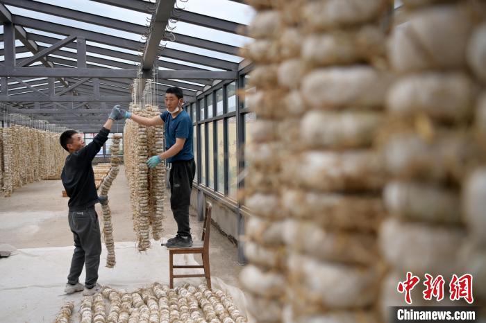 圖為5月10日，工作人員將用青稞面和青稞草等制成的曲坯用繩子串起來晾曬。九美旦增　攝