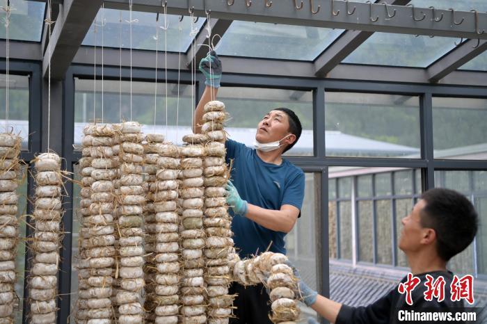 圖為5月10日，工作人員將用青稞面和青稞草等制成的曲坯用繩子串起來晾曬。九美旦增　攝